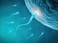 Everything You Need To Know About Sperm
